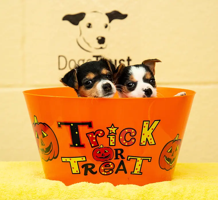 Top tips for keeping your dog safe this Halloween