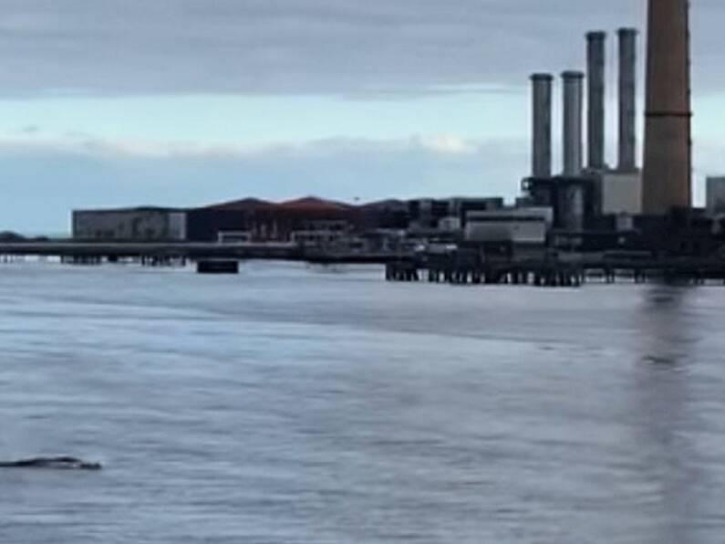 Whale washed up on Dublin beach is buried