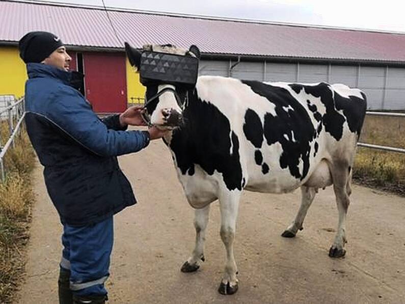 Russian farmers strap VR headsets to cows to improve mood & milk production