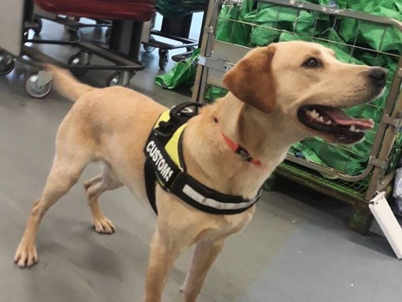 Detector dog Bailey helps Revenue seize cannabis worth €100,000