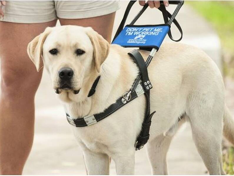 Guide dog owner refused hotel stay in Kilkenny