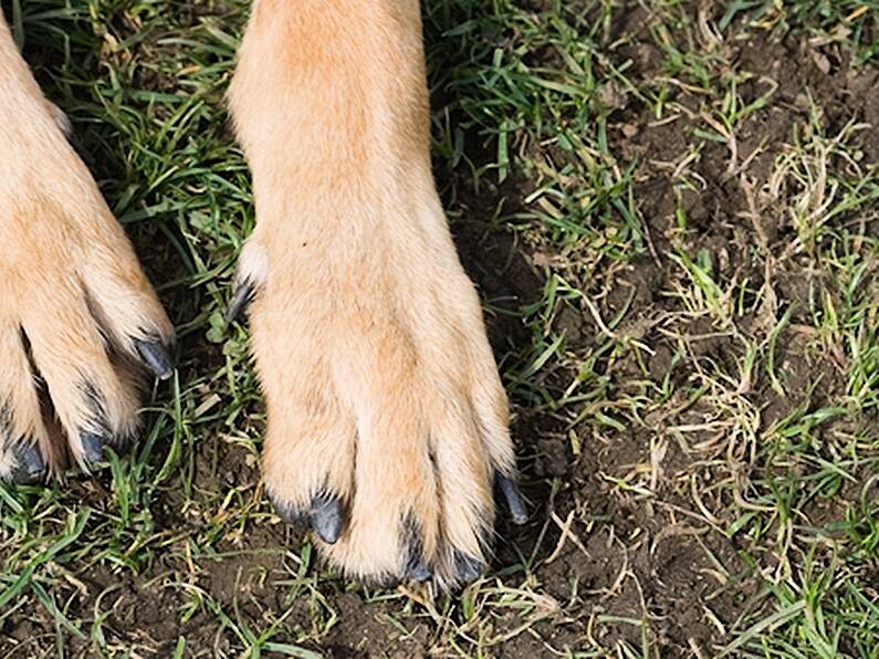 Man claiming to be dog warden tried to steal dogs from home in North Cork