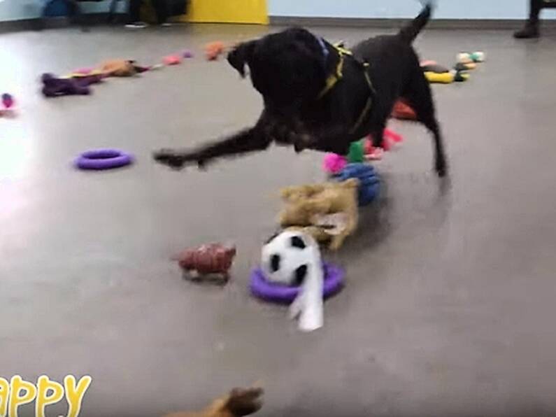 Dogs picking Christmas presents is what you need ahead of your Christmas shopping