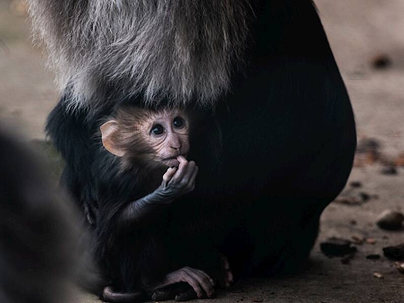 Fota Island ask the public to name two baby macaque monkeys