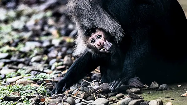 Fota Island ask the public to name two baby macaque monkeys