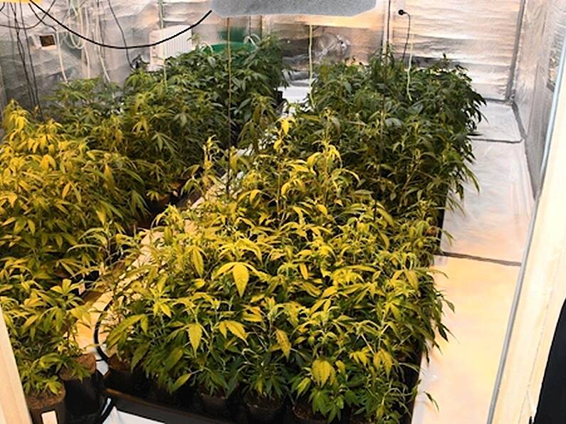 Gardaí seize €400k of cannabis in grow house