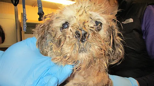 Eight dogs rescued from 'appalling conditions' in Co Cork