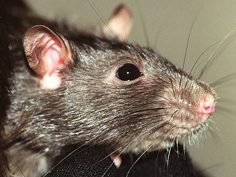 County Council worker jailed for releasing rats into his office