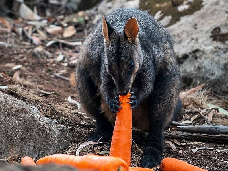 Plane drops food for starving outback animals