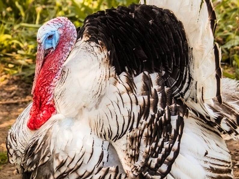 Bird flu kills 25,000 turkeys in Poland