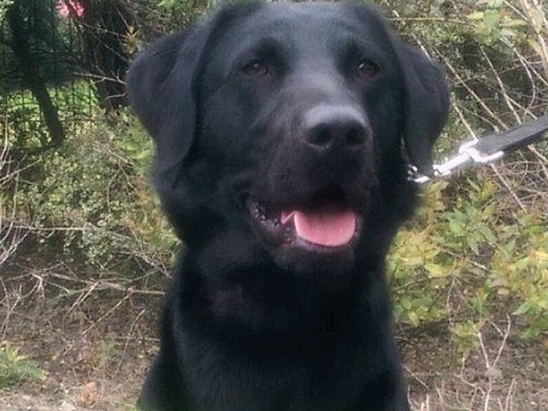 Cannabis worth €400k destined for Carlow seized with help of detector dog Scooby