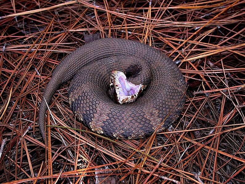 Man hospitalised after poisonous snakebite