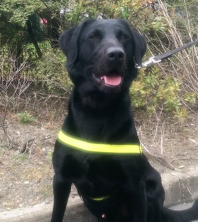 Revenue seize cannabis worth €400k with help of detector dog Scooby