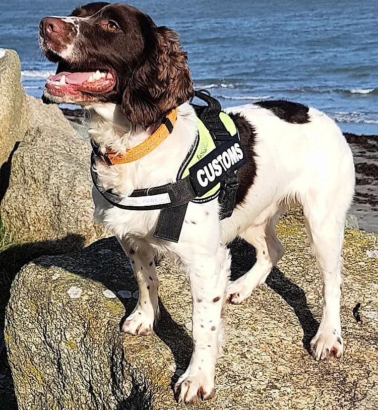 In like Flynn: Detector dog helps Revenue seize €280k thought to be proceeds of crime