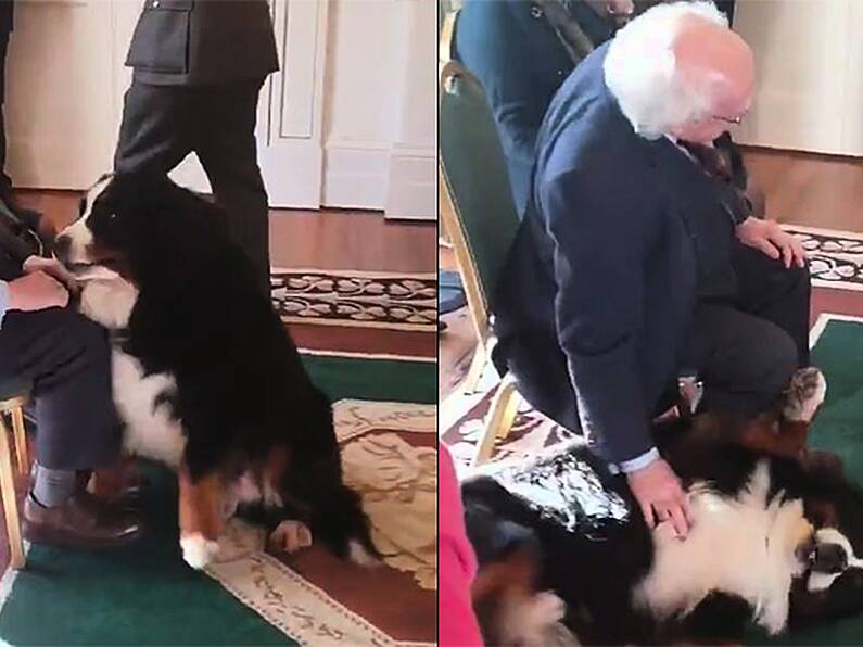 WATCH: President's dog takes over press conference in viral video