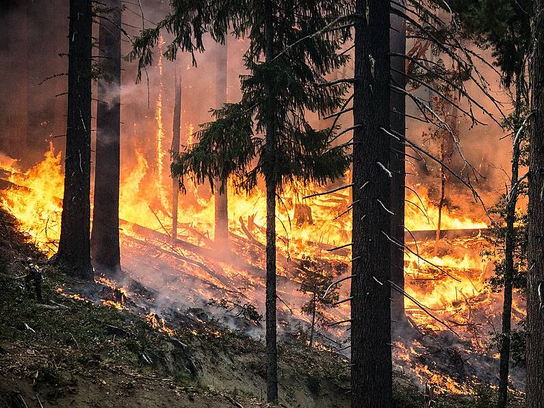 Forest fires near Chernobyl have been put out