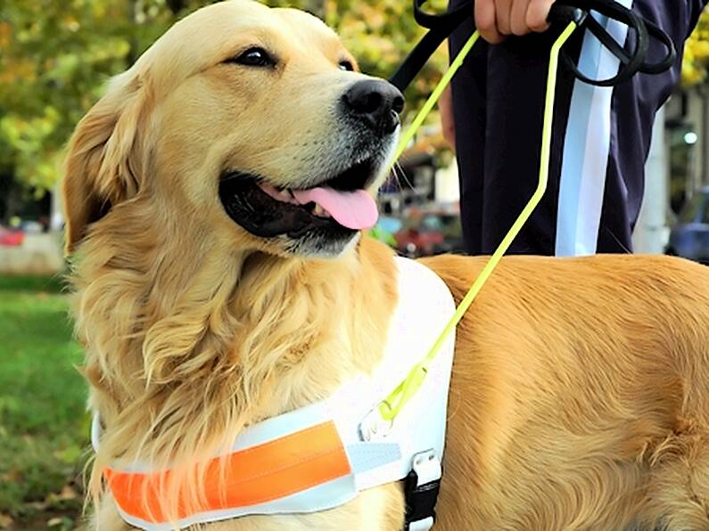 Irish Guide Dogs for the Blind appeals for Volunteers in the South East