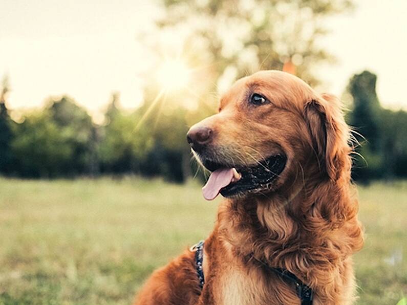 Dog owners warned to be aware of heatstroke dangers as temperature set to rise