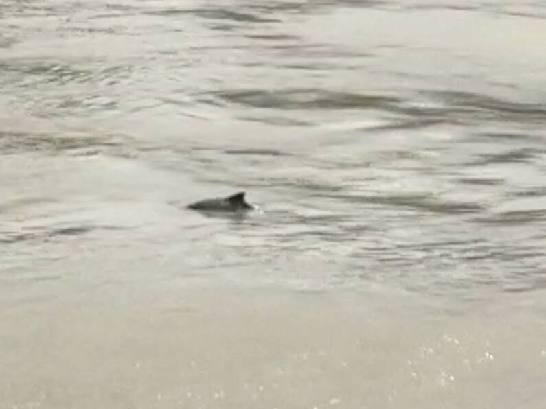 WATCH: Dolphin spotted in the River Suir