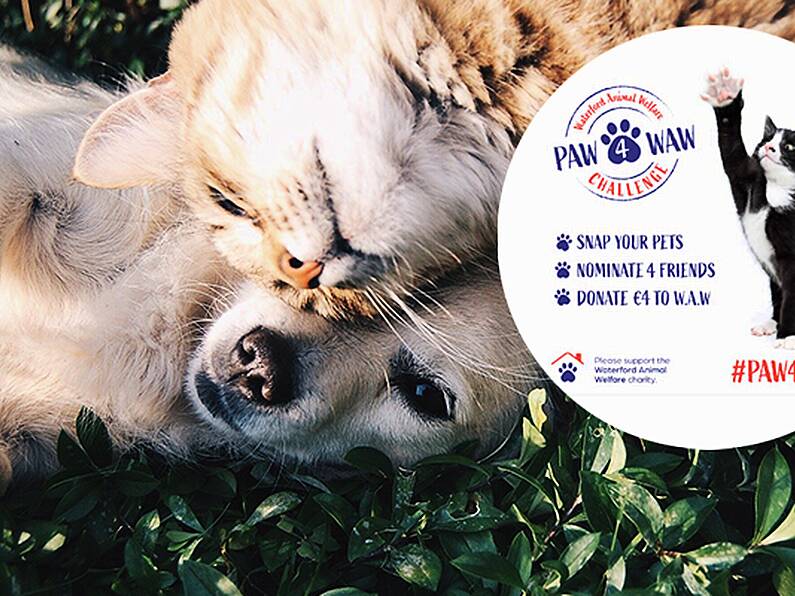 Branding agency teams up with Waterford Animal Welfare to create adorable PAW4WAW challenge