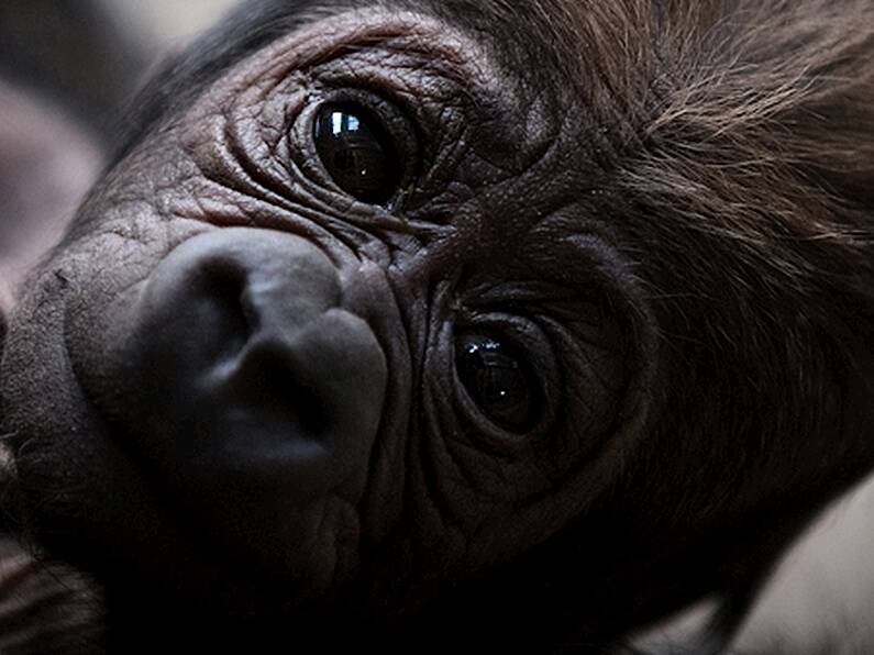 Dublin Zoo opens for first time in 11 weeks, with social distancing in place