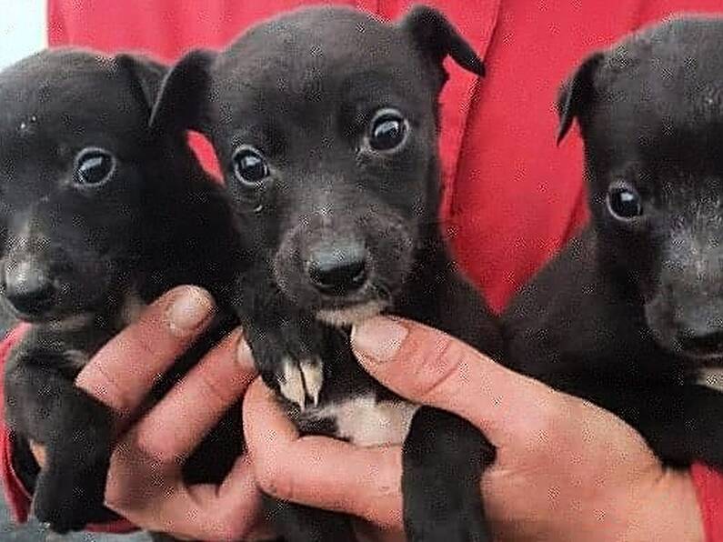 Gardaí seize eight dogs after stopping van in Tipperary