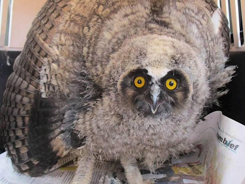 'Dazed' baby owl rescued from main road