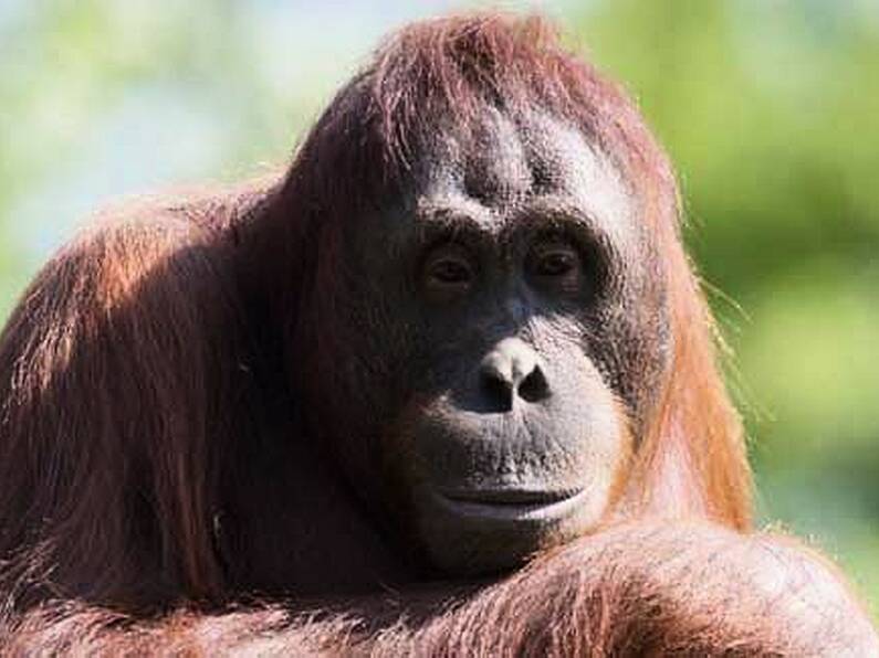 Dublin Zoo set to reopen for visitors