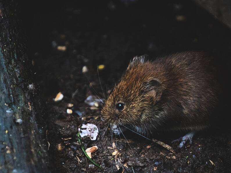 Man finds 14 rats in his flat as infestation forces residents to keep windows closed