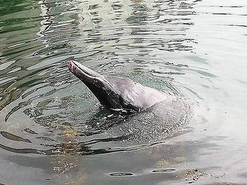 WATCH: Rare beaked whale trapped in Wicklow Harbour not expected to survive