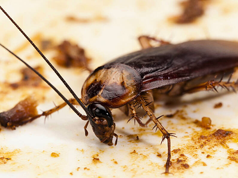 Indian restaurant forced to close after cockroaches found in kitchen