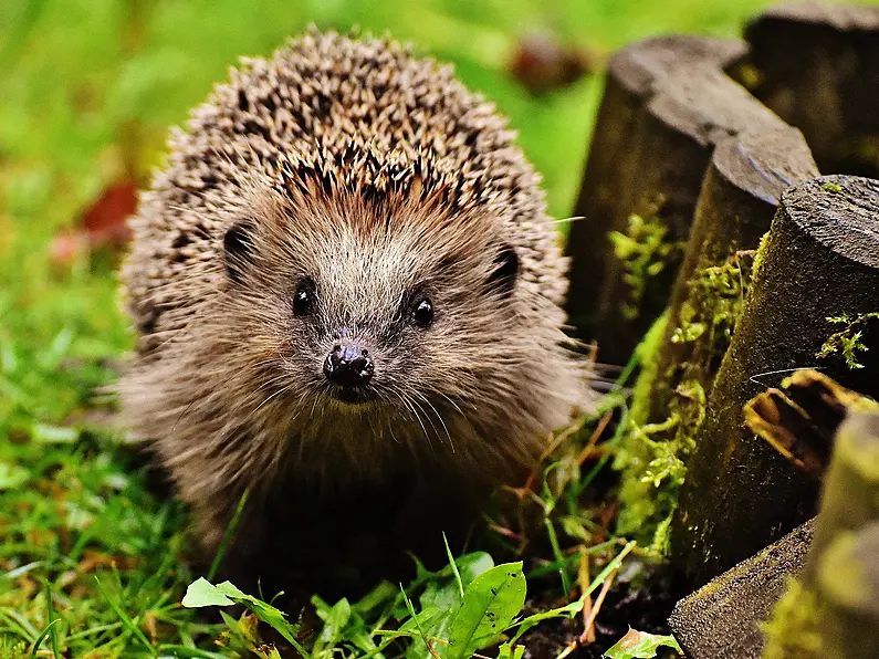 13-year-old teen tortured hedgehog in 35-minute attack, court told