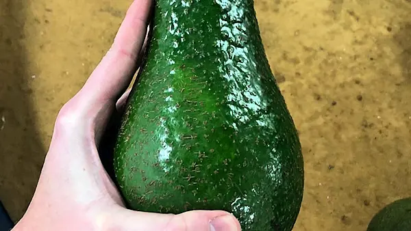 Avocados five times normal size arrive in Ireland