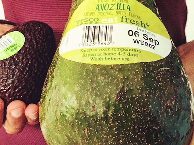 Avocados five times normal size arrive in Ireland