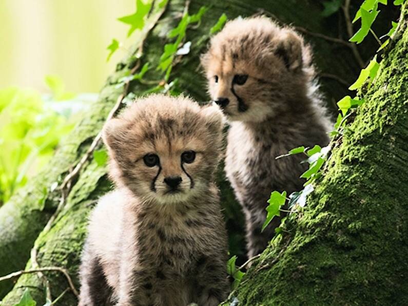 Fota Wildlife Park ask public to name three new cheetah cubs