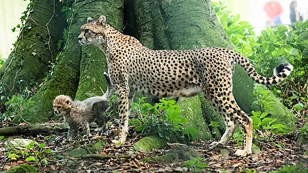 Fota Wildlife Park ask public to name three new cheetah cubs