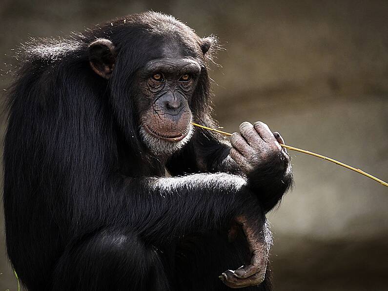 Monkey escapes from Fota Island Wildlife Park