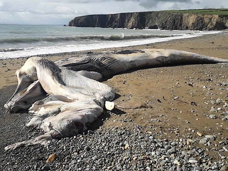 45 foot whale washes up on Waterford beach