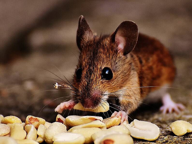 Rodents stealing chocolate and causing chaos at Garda Headquarters