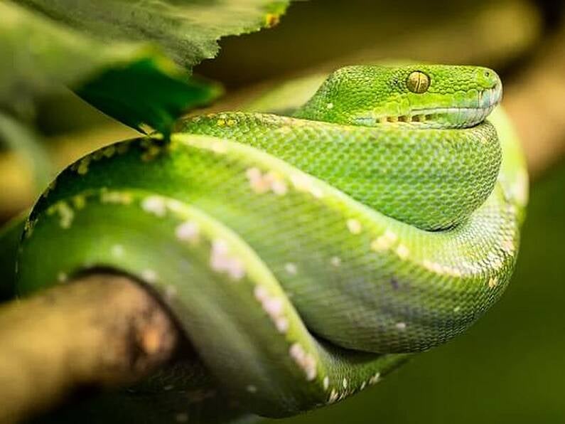 Passenger reprimanded for wearing a snake as a face covering on the bus