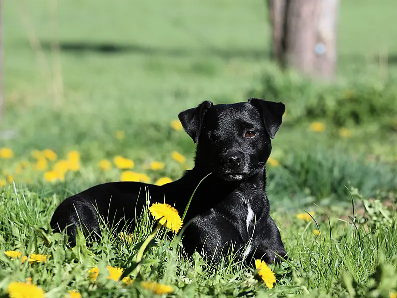 Eight dogs stolen from kennels overnight