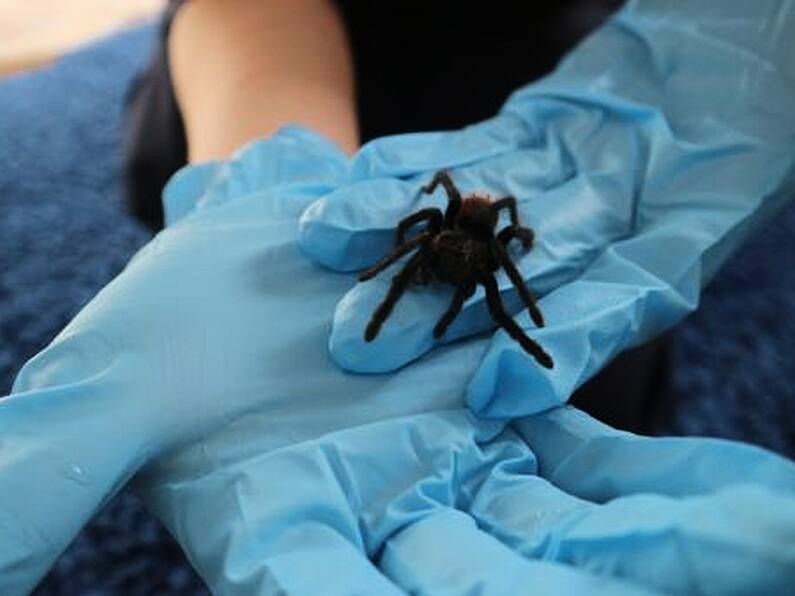 Irish shopper finds tarantula in bunch of bananas