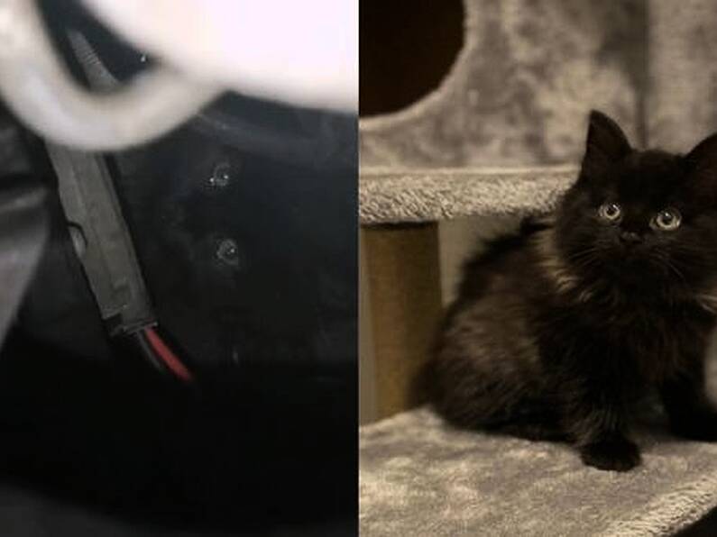 Kitten rescued from inside a car engine