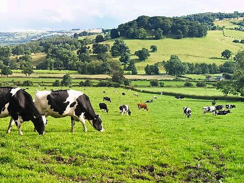 Investigations underway as over 30 calves stolen from a farm in Co. Kilkenny