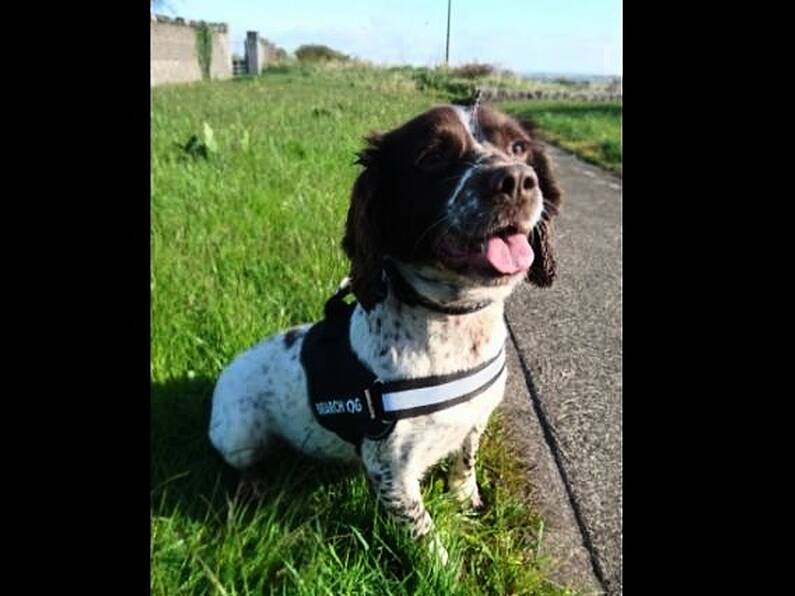 Detector dog Kelly helps Revenue sniff out 5.5m cigarettes