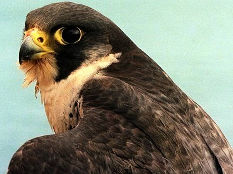 Bird flu positive peregrine falcon discovered near Limerick