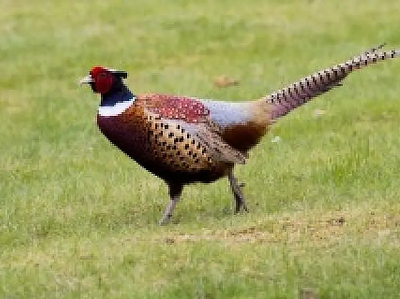 Tipperary farmer challenges Level 5 restrictions on shooting game