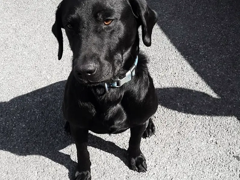 Garda dog Rex finds hidden handgun in riverbank