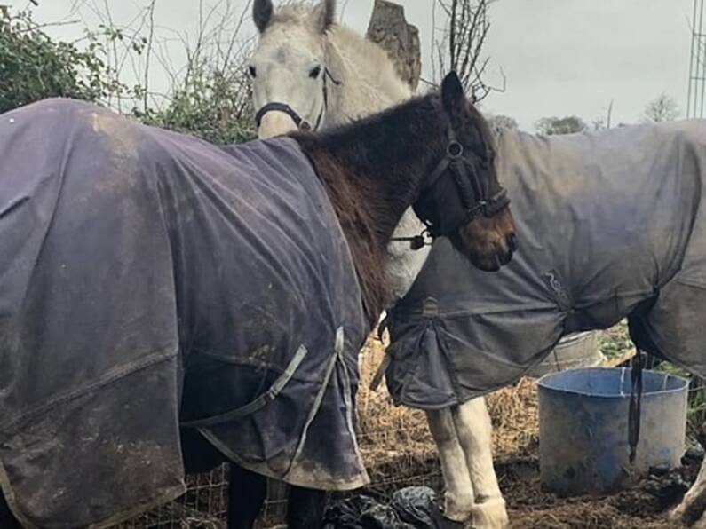 Woman dies in horse riding incident at equestrian centre