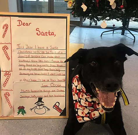 Labrador has Christmas wish granted after waiting eight years for adoption